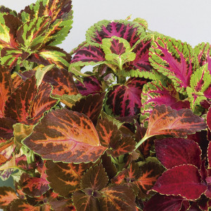 Coleos Arcoiris (Sup...