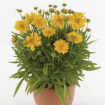 Coreopsis Double The...