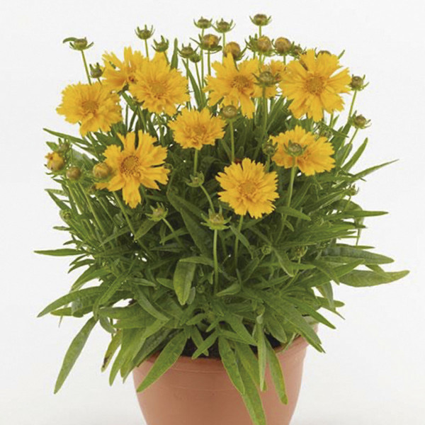 Coreopsis Double The Sun