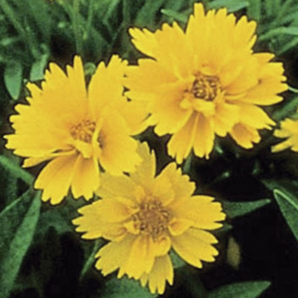 Coreopsis Early Sunrise