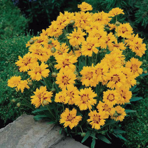 Coreopsis Rising Sun...