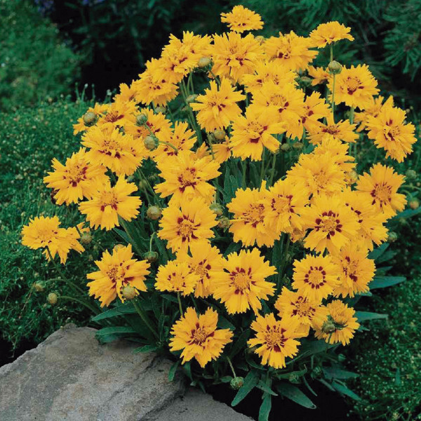 Coreopsis Rising Sun
