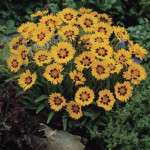 Coreopsis Sunfire...