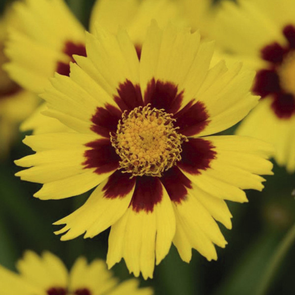 Coreopsis Sunkiss
