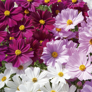 Cosmos Apollo...