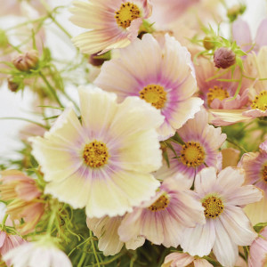 Cosmos (Cosmos Bipin...