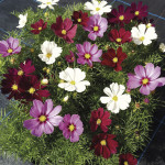 Cosmos Bipinnatus Ca...