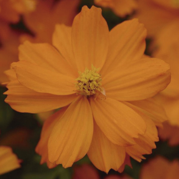 Cosmos (Cosmos Sulphureus) Mandarin