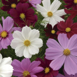 Cosmos (Cosmos Bipin...
