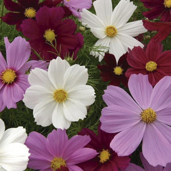 Cosmos (Cosmos Bipinnatus) Sonata