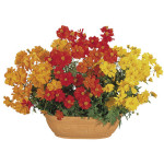 Cosmos Sulphureus Co...