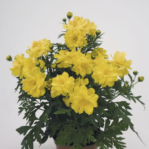 Cosmos Limara Lemon...