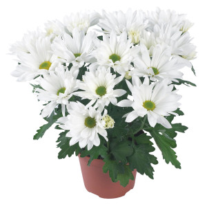 Crisantemo  Snowland...