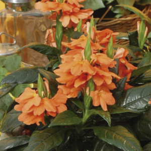 Crossandra Tropic ...