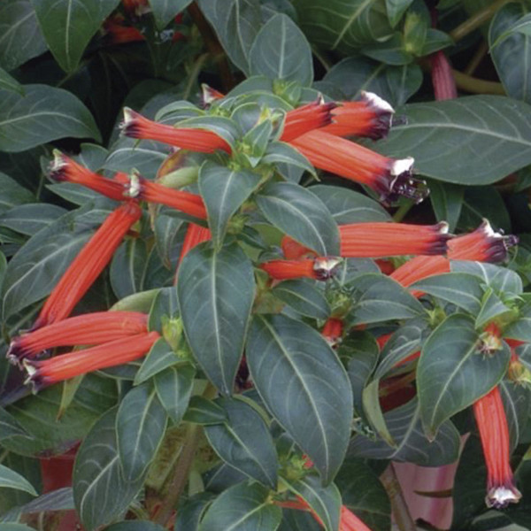 Cuphea (Cuphea Ignea) Dynamite