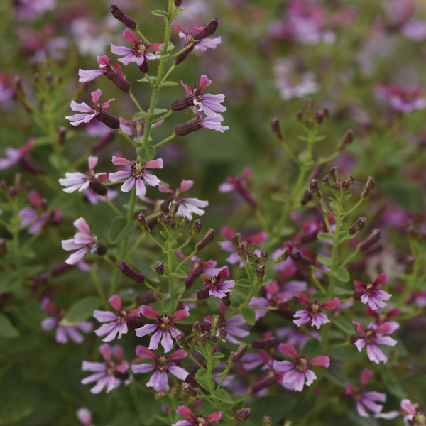 Cuphea (Cuphea Ramosissima) Pink Shimmer