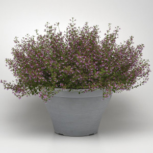 Cuphea (Cuphea Ramos...