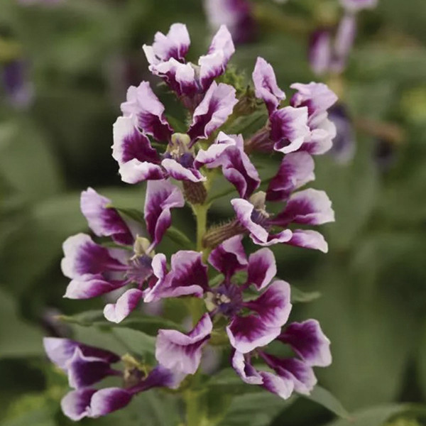 Cuphea (Cuphea Procumbens) Sweet Talk