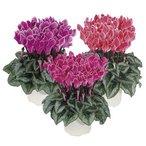 Cyclamen  Robusto Bi...
