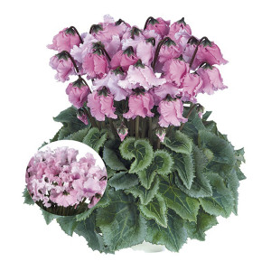 Cyclamen  Compacto F...