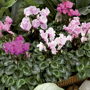 Cyclamen Standard Fr...