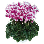 Cyclamen  Robusto Fr...