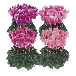 Cyclamen Intermedio ...