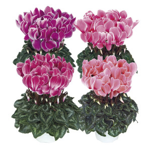 Cyclamen Intermedio ...