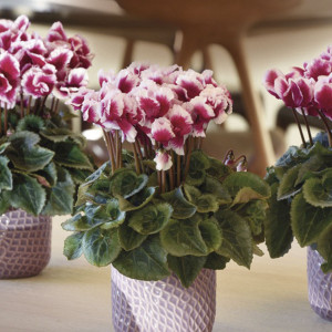 Cyclamen Intermedio ...