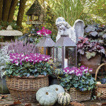 Cyclamen Intermedio ...