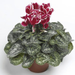 Cyclamen Intermedio ...