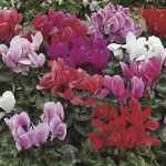 Cyclamen Intermedio ...