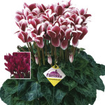 Cyclamen Intermedio ...