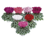 Cyclamen Intermedio ...