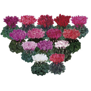 Cyclamen Maxi Latini...