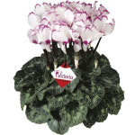 Cyclamen Maxi Latini...