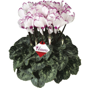 Cyclamen Maxi Latini...