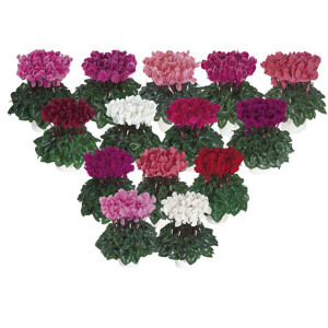 Cyclamen Intermedio ...