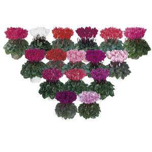 Cyclamen Mini Metis...