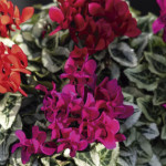 Cyclamen Mini Silver...