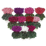 Cyclamen Mini Smarti...