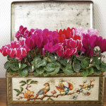 Cyclamen Mini Super ...