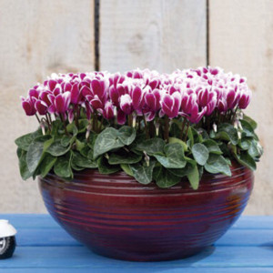 Cyclamen Mini Super ...