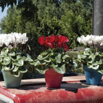 Cyclamen Mini Super ...