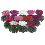Cyclamen Mini Tianis...