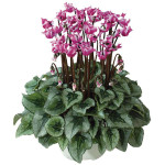 Cyclamen Intermedio ...