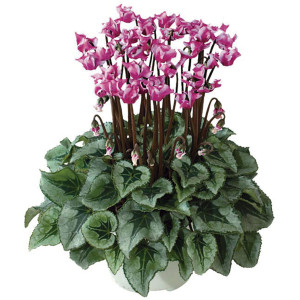 Cyclamen Intermedio ...