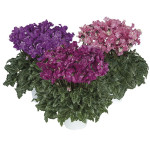 Cyclamen  Robusto Pi...