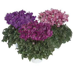 Cyclamen  Robusto Pi...