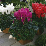 Cyclamen Robusto Sie...